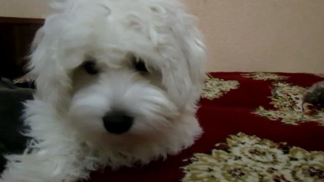 Бишон. Мадагаскарский бишон. Котон-де-Тулеар. Koton-de-Tulear .Порода собак. смотреть онлайн