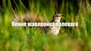Пение жаворонка полевого