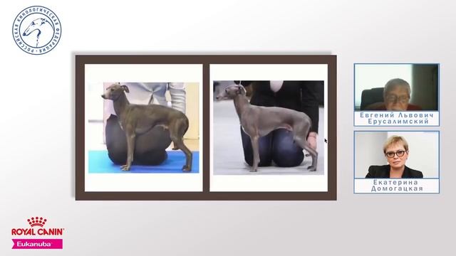 Стандарт породы левретка, разбор экспертом FCI