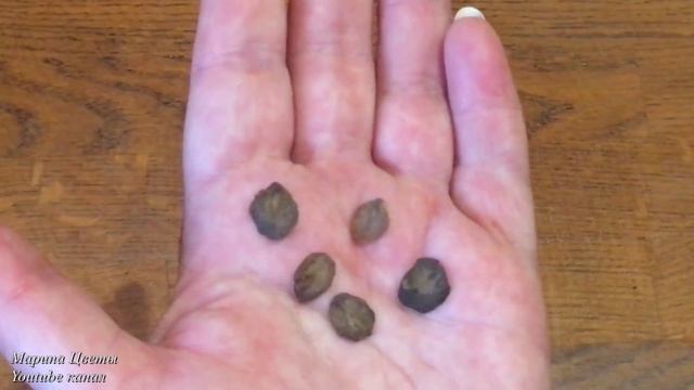 КОБЕЯ - СЛОЖНОСТИ ВЫРАЩИВАНИЯ . смотреть онлайн