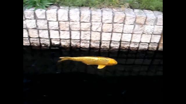 Цветные рыбки