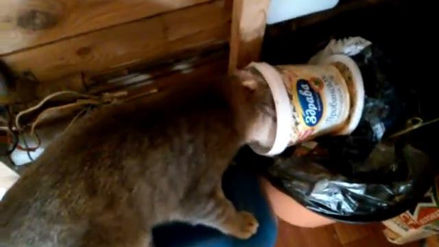 Кошка ест майонез смотреть онлайн