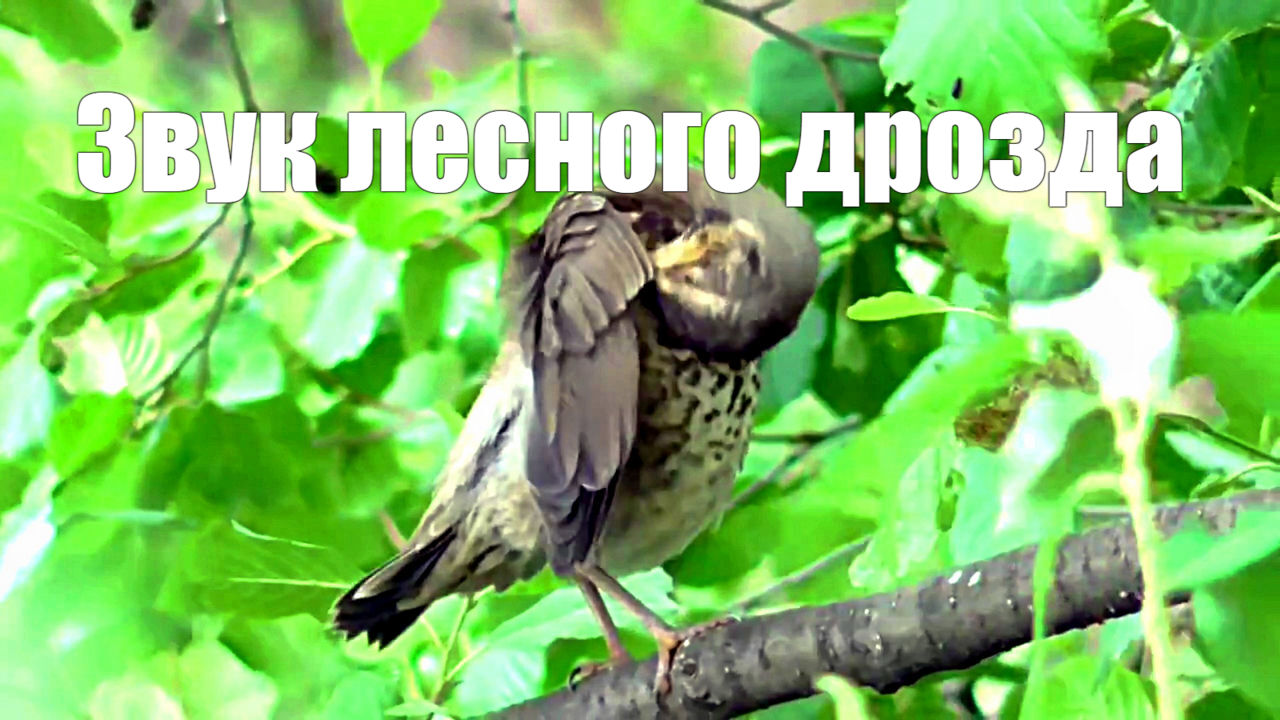 Лесной дрозд