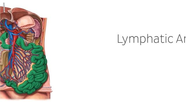 Lymph Nodes of the Small Intestine (preview) - Human Anatomy | Kenhub смотреть онлайн