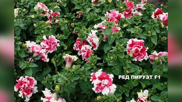 КРУПНЫЕ И ОБИЛЬНЫЕ ПЕТУНИИ. Супермахровые петунии