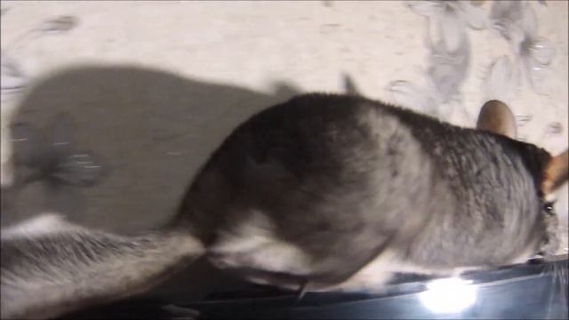 Как правильно держать шиншиллу смотреть онлайн