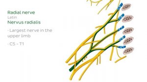 Плечевое сплетение - Анатомия человека | Kenhub