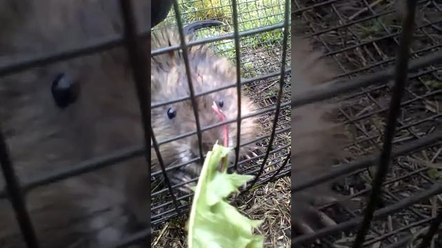 Зоология для Всех