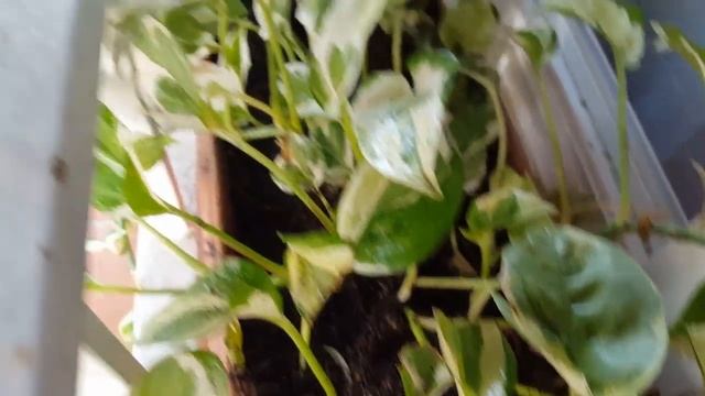 Комнатные растения: размещение, полив и опрыскивание.