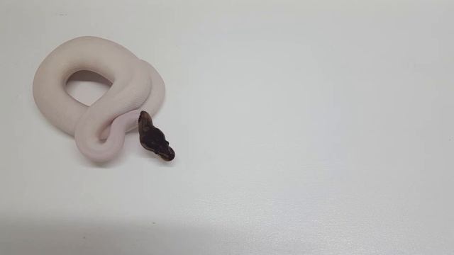 Christmas Pick Up - Panda Pied Ball Python Project смотреть онлайн