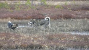 ОХОТА НА УТКУ с лайкой