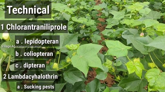 Ampligo Insecticide | Syngenta Ampligo Insecticide | Ampligo Syngenta | Complete Details | Telugu