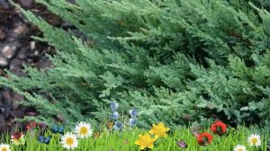 Можжевельник казацкий Тамарисцифолия ? Посадка. саженцы, крупномеры можжевельника: особенности сорт