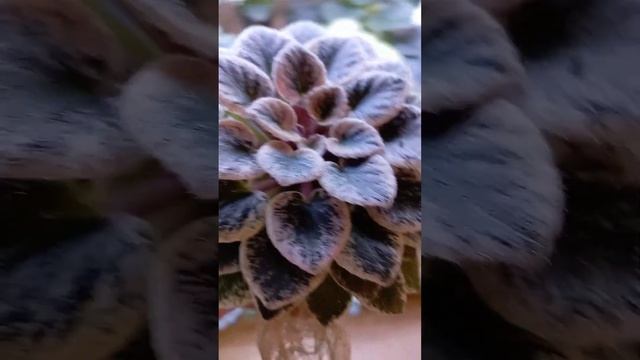 Мини фиалки пестролистные куколки) смотреть онлайн