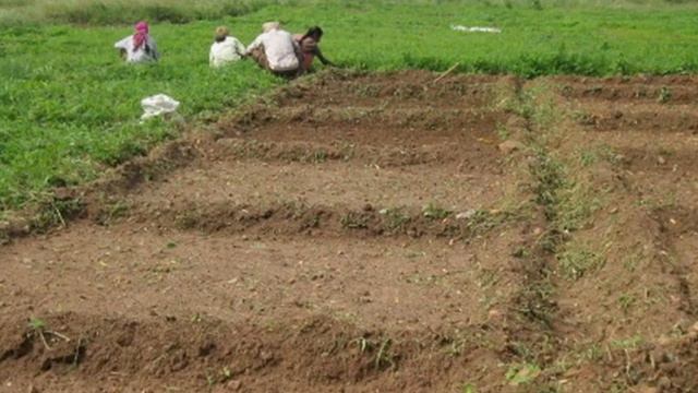 Services Cultivation KalmghAndrographis Paniculata