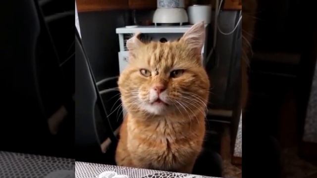 Поём с котом песню "Огонёк". смотреть онлайн