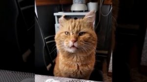 Поём с котом песню «Огонёк».