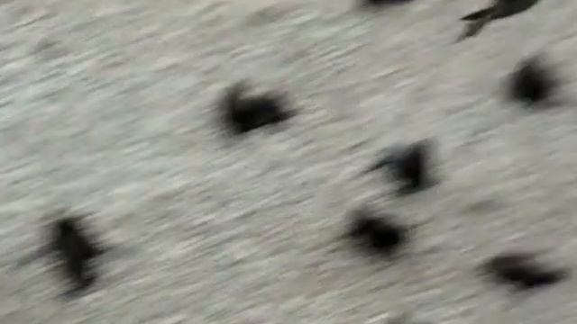 гордо реет буревестник смотреть онлайн