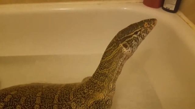 Нападения: Самые страшные и опасные ящерицы и черепахи (рептилии) смотреть онлайн