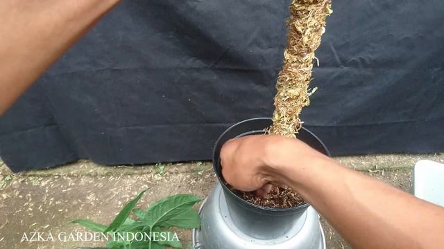 Eps 129 Begini Trik SYNGONIUM WENDLANDII Tumbuh Melesat!! Pasang Turus & Ganti Media L Step By Step