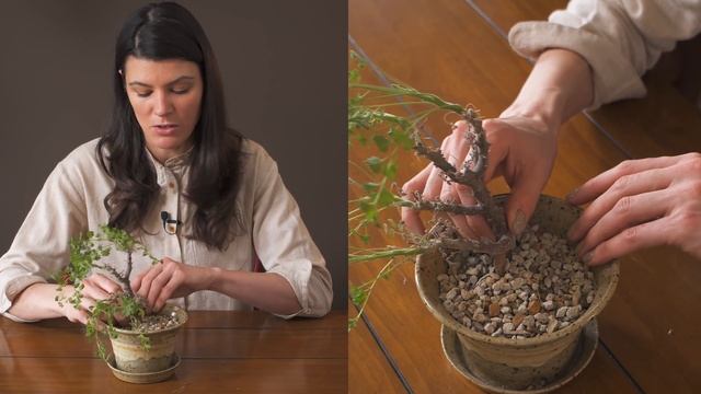 Pelargonium Alternans Houseplant Care — 39 Of 365