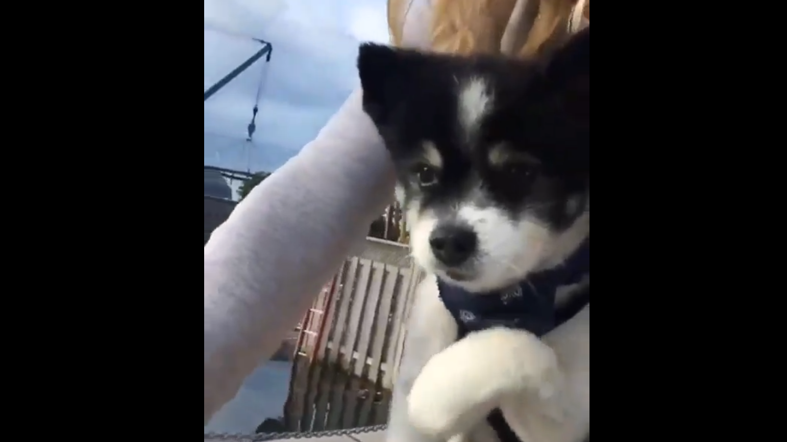 Щенок делает вид, что крутит педали смотреть онлайн