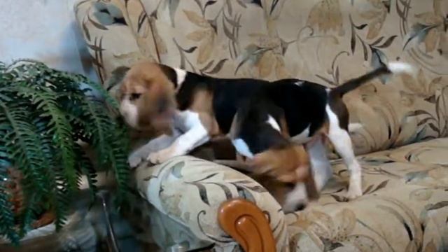 N'ancy & N'orman Darling Joy смотреть онлайн