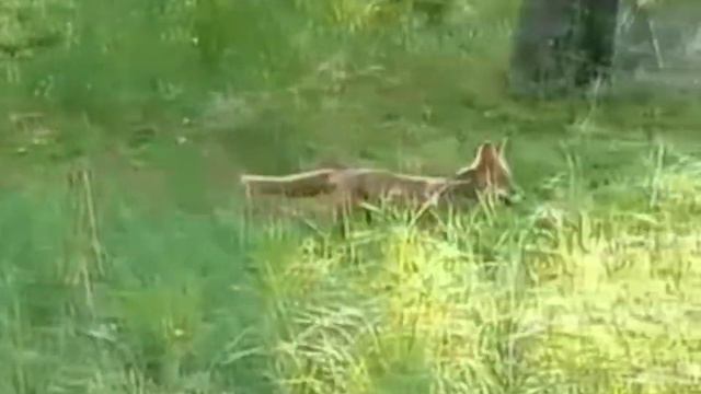 Лиса в Качканаре смотреть онлайн