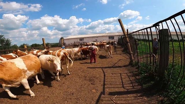 Отгрузили нетелей симментальской породы в Омскую область смотреть онлайн