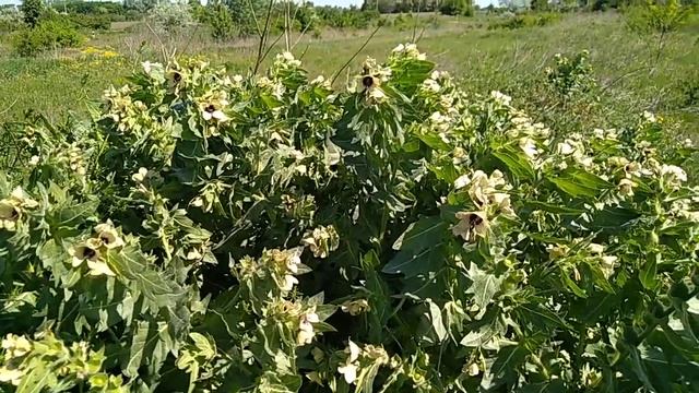 Белена чёрная. Hyoscyamus niger смотреть онлайн