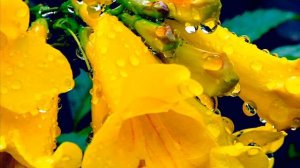 Rameau - Les Indes galantes, Duo - Currentzis