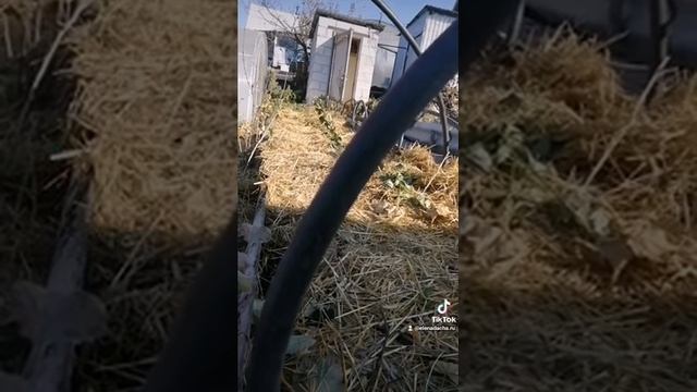 Электроды на даче смотреть онлайн
