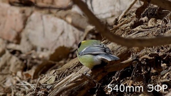 Olympus 12-100mm f4 IS Pro - Test & Review