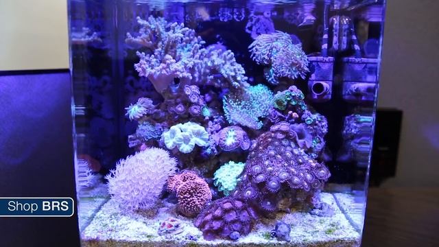 Week 23: Clean-up Crew, How Many Do I Need? | 52 Weeks of Reefing смотреть онлайн