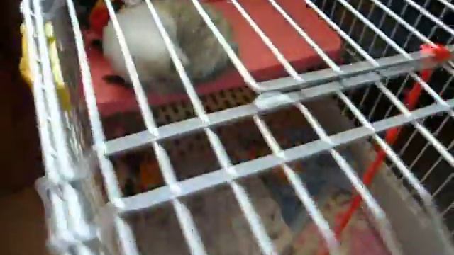 норка.первые дни в доме. смотреть онлайн