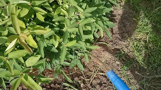 Жимолость.Посадка и уход. смотреть онлайн