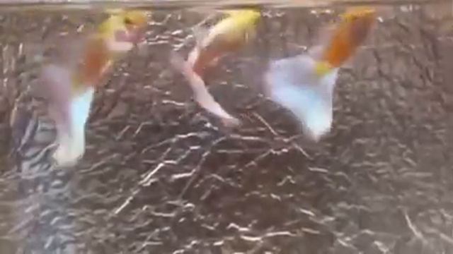 Гуппи «Золотая Платина» Чистая линия! смотреть онлайн