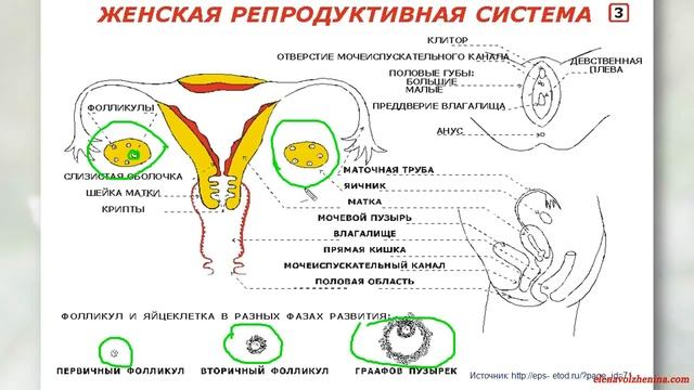 Женская гормональная система 1 часть смотреть онлайн