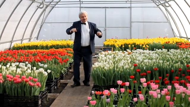 Песня в тюльпанах смотреть онлайн