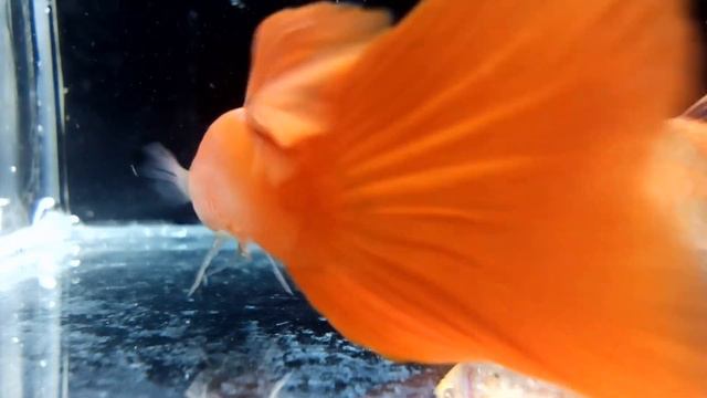 ГУППИ FULL RED ALBINO 13.04.2021 смотреть онлайн