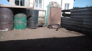 Вьетнамские поросята против белых свиней!!!