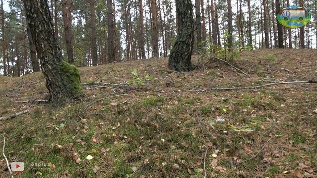Jak zbierać grzyby jesienią? Zapraszamy na leśną przygodę! смотреть онлайн