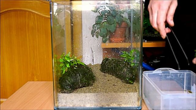 Запуск нано аквариума Dennerle NanoCube 20L с вабикусами смотреть онлайн