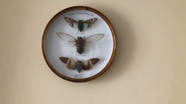 Рассказывает Василиса. Жизнь дом увлеченияTells Vasilisa. Life home hobbies.