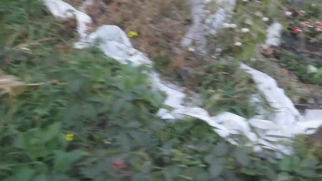 Стоял октябрь уж у двора...... смотреть онлайн