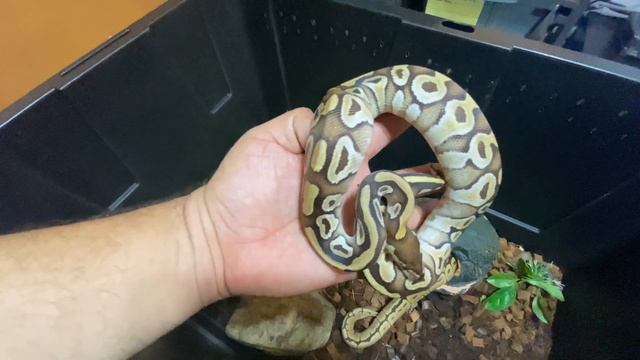 Finally doing my introduction. Ball Python Cohabitation смотреть онлайн
