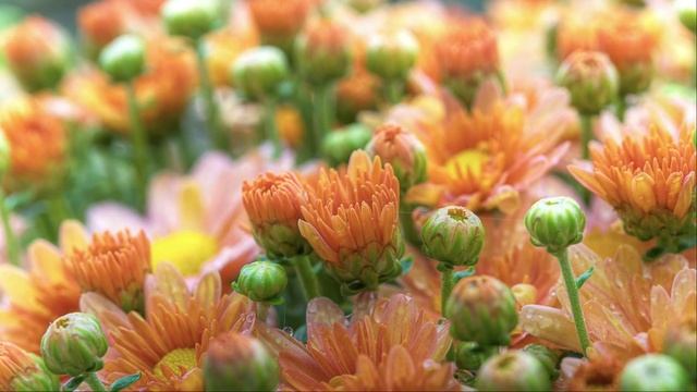 Dave Koz - Careless Whisper.mp4