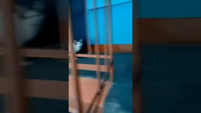 Первое видео Белка гуляет смотреть онлайн