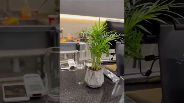 🌴Пальма Хамедорея🌴 Хамедорея уход в домашних условиях. смотреть онлайн