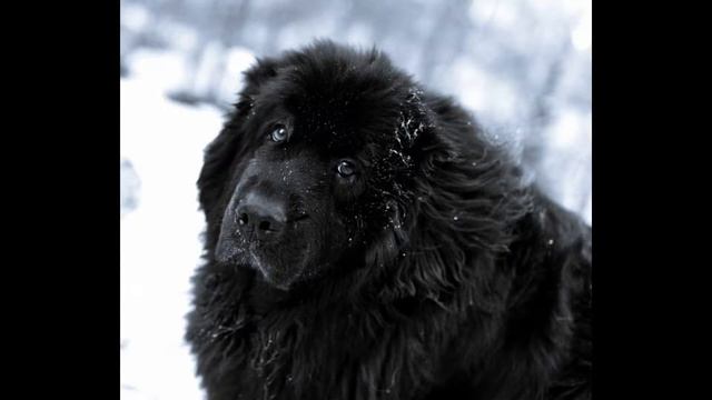 Ньюфаундленд (Newfoundland) - порода собак